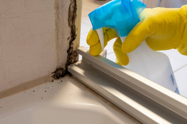 Best Attic Mold Remediation in Fordoche, LA